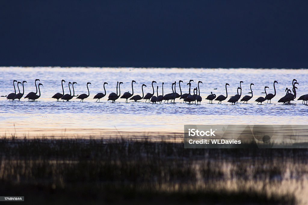 Flamingos ao amanhecer - Foto de stock de Animais de Safári royalty-free