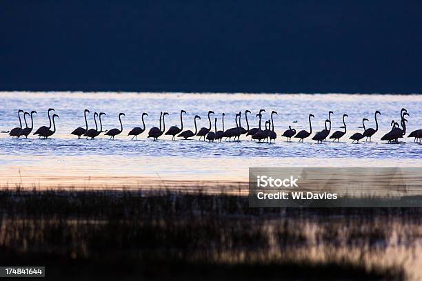 Foto de Flamingos Ao Amanhecer e mais fotos de stock de Animais de Safári - Animais de Safári, Animal selvagem, Azul