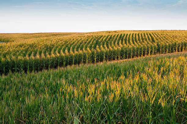 Corn field stock photo