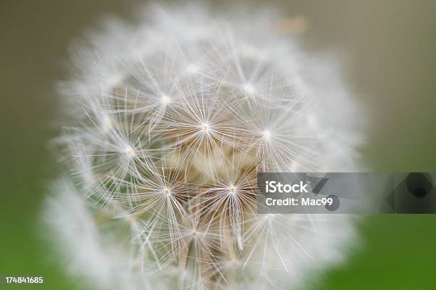 Foto de Dentedeleão Detalhes Com Muito Foco Suave e mais fotos de stock de Abstrato - Abstrato, Agricultura, Aspiração