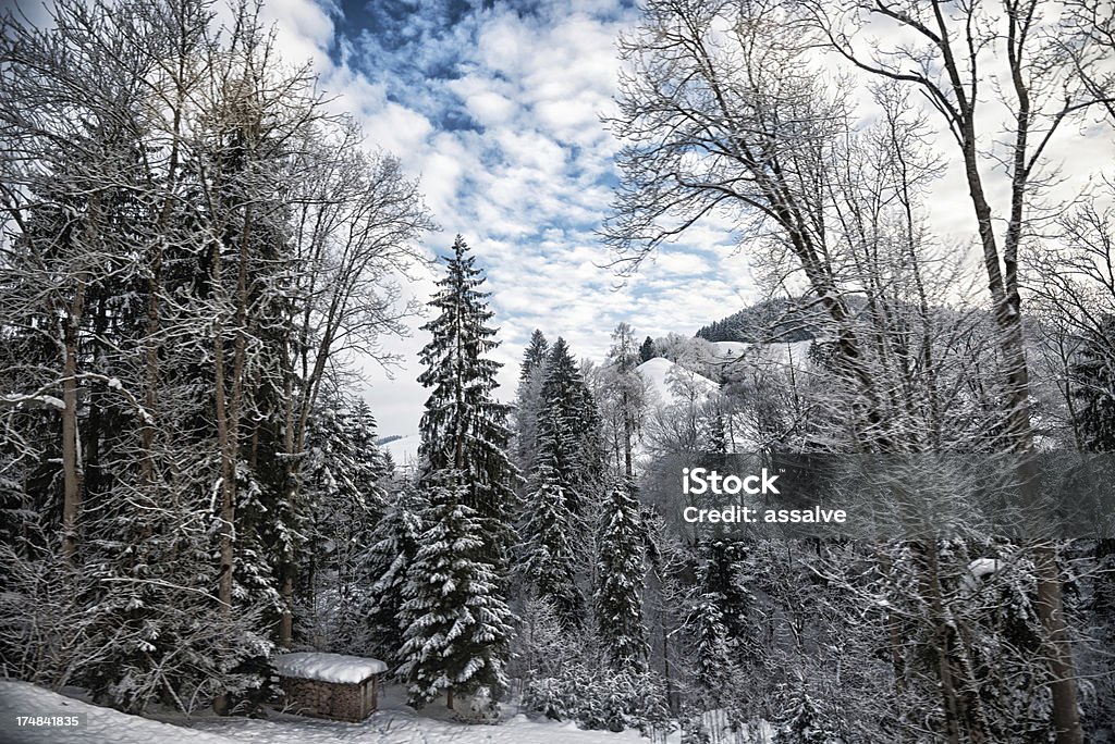 swiss Foresta di inverno con cielo nuvoloso - Foto stock royalty-free di Abete