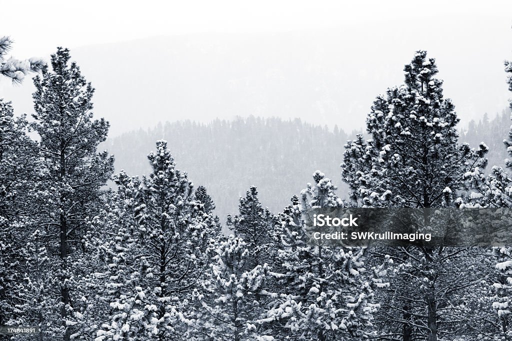 Inverno na Pike National Forest - Foto de stock de Pico Pikes royalty-free