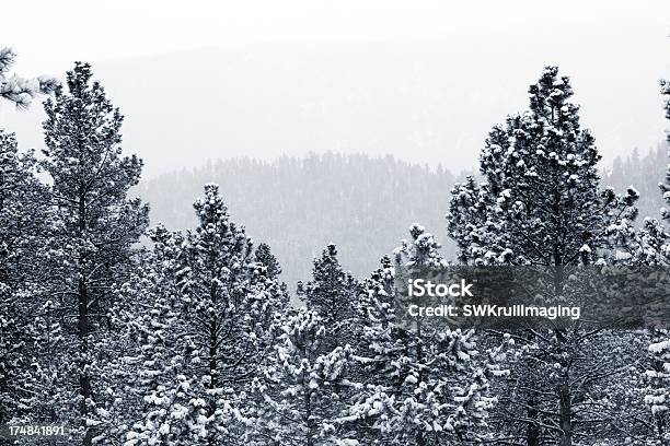 Foto de Inverno Na Pike National Forest e mais fotos de stock de Pico Pikes - Pico Pikes, Azul, Beleza natural - Natureza