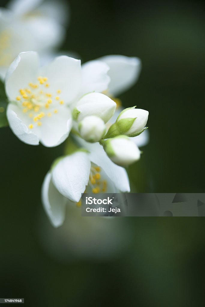 Jasmine flor - Foto de stock de Amarillo - Color libre de derechos