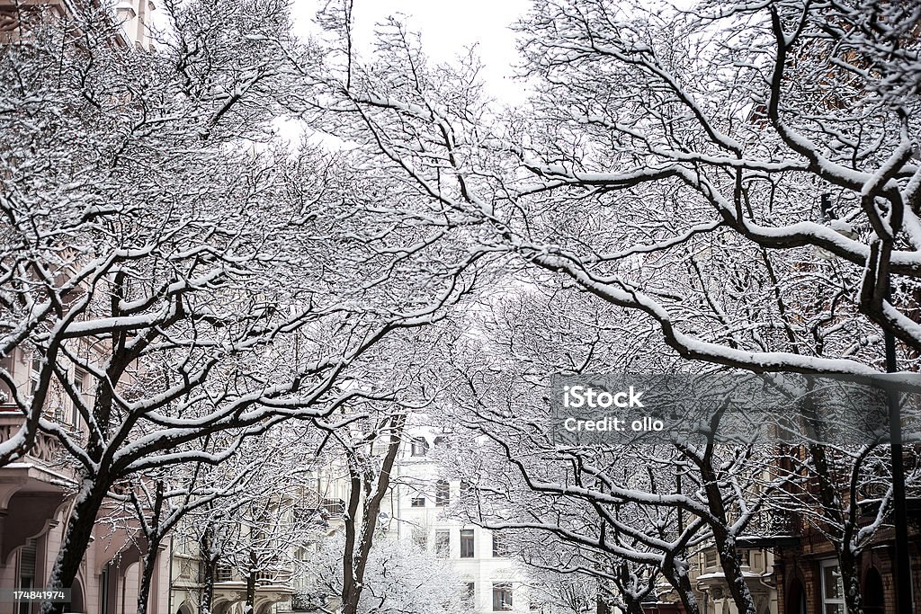 Nieve cubiertas de árboles - Foto de stock de Aire libre libre de derechos