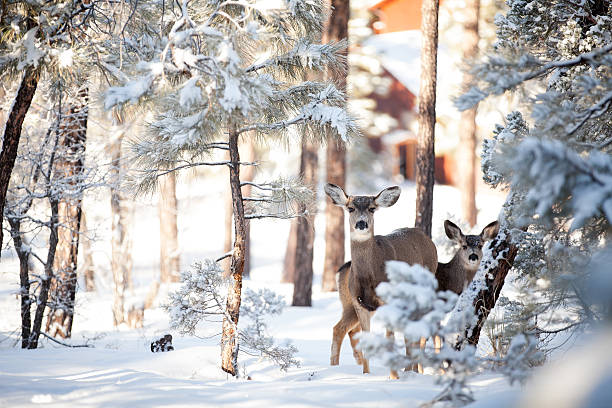 Winter Deer in Snow Deer foraging through the forest on a cold winter day. Fresh snowfall blankets the ground and pine trees. Deer are alert and looking at the camera. Lots of copy space. mule deer stock pictures, royalty-free photos & images