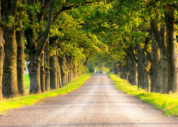 istock landscape with oak alley, autumn 1748420458