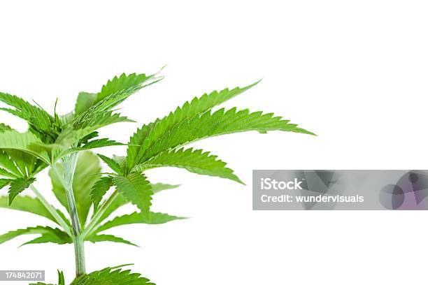 Photo libre de droit de Cannabis Isolé Sur Un Blanc banque d'images et plus d'images libres de droit de Plant de cannabis - Plant de cannabis, Fond blanc, Chanvre