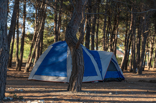 Tent camp among pine trees. High quality photo