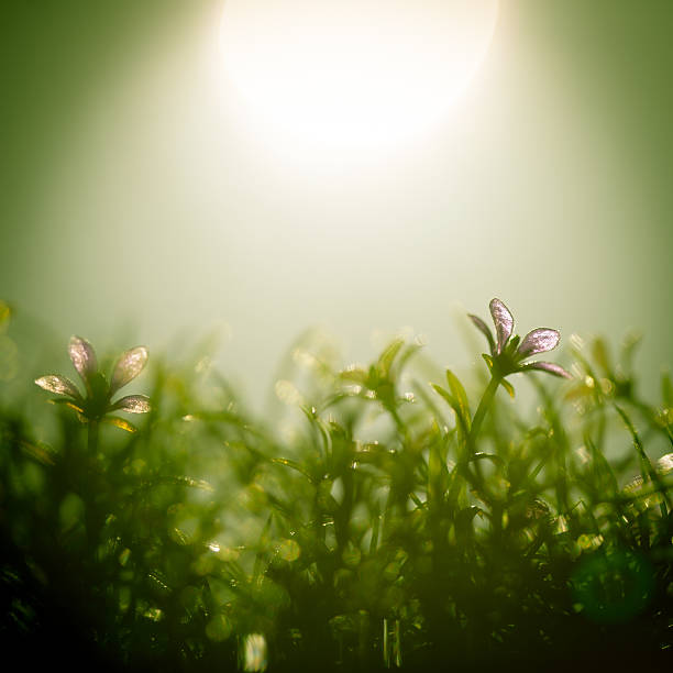 istock Flower in the morning light 174842257