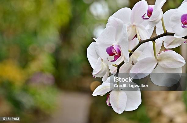 Photo libre de droit de Orchidées banque d'images et plus d'images libres de droit de Arbre en fleurs - Arbre en fleurs, Beauté de la nature, Capitule