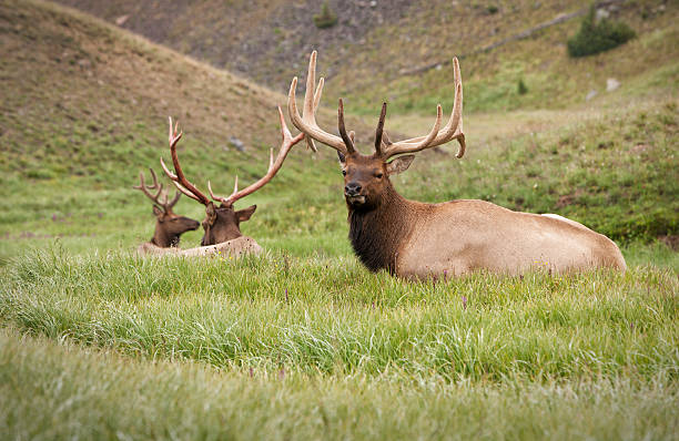 istock Elk herd resting in Rocky Mountain National Park. 174842520
