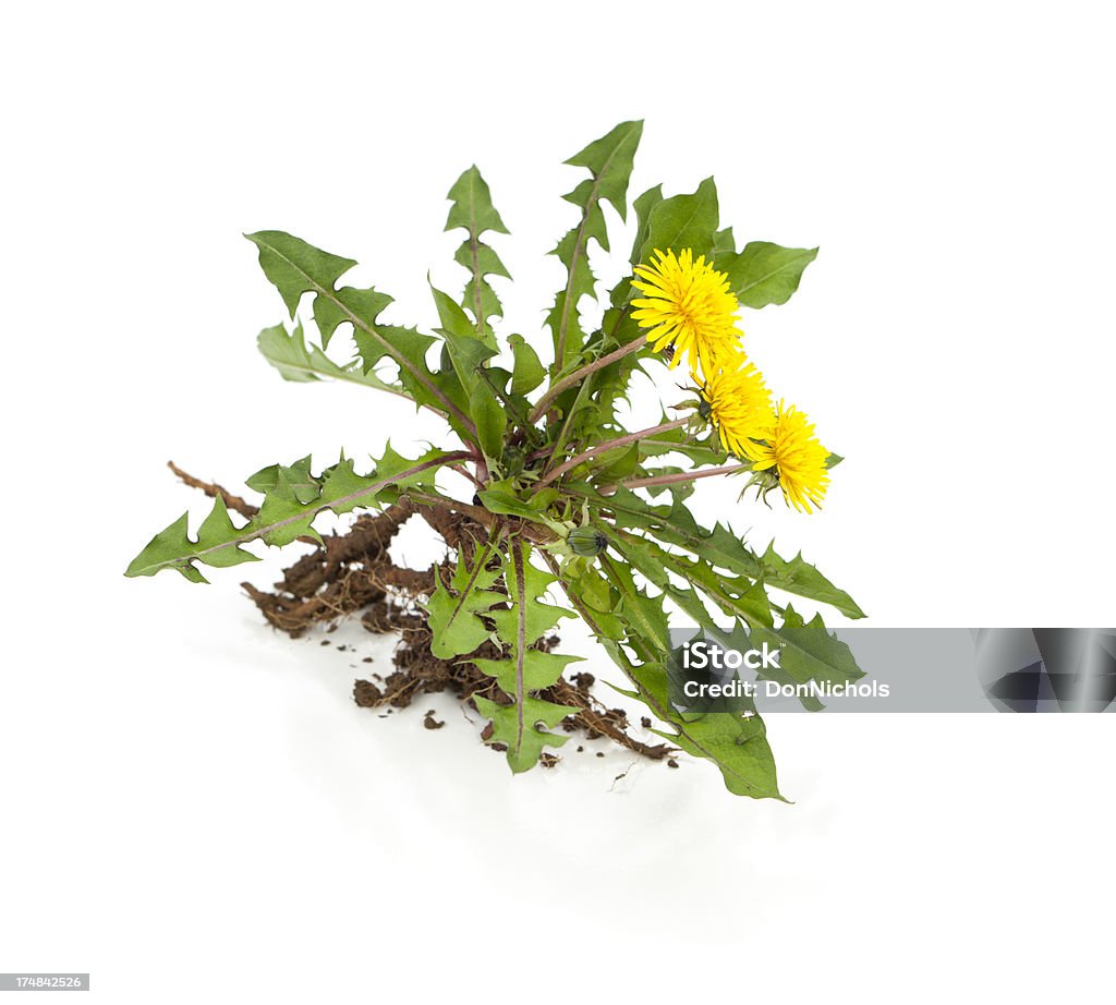 Dandelion "Uprooted dandelion, isolated on white.Please also see:" Weeding Stock Photo