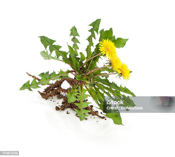 Dandelion Stock Photo - Download Image Now - Weeding, White Background, Cut Out