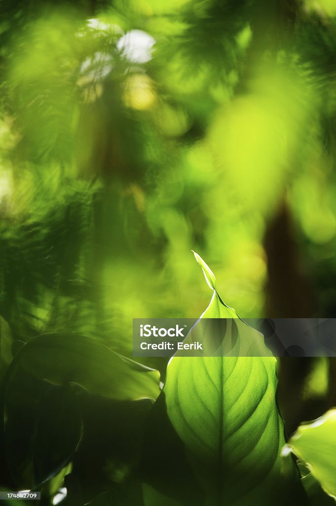 Grüne Blätter - Lizenzfrei Abstrakt Stock-Foto