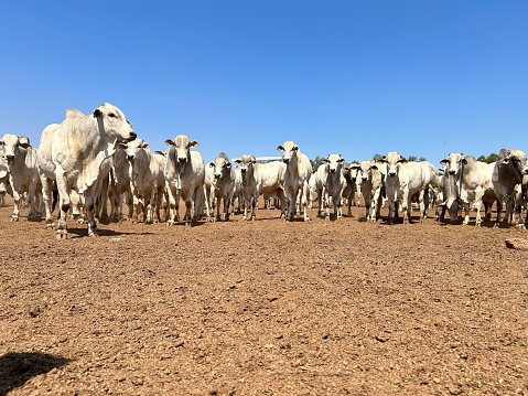 intensive feedlot system on terminate beef cattle