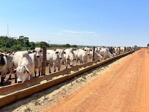 intensive feedlot system on terminate beef cattle