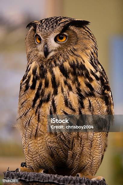 Eurasiatische Eule Stockfoto und mehr Bilder von Farbbild - Farbbild, Fotografie, Niemand