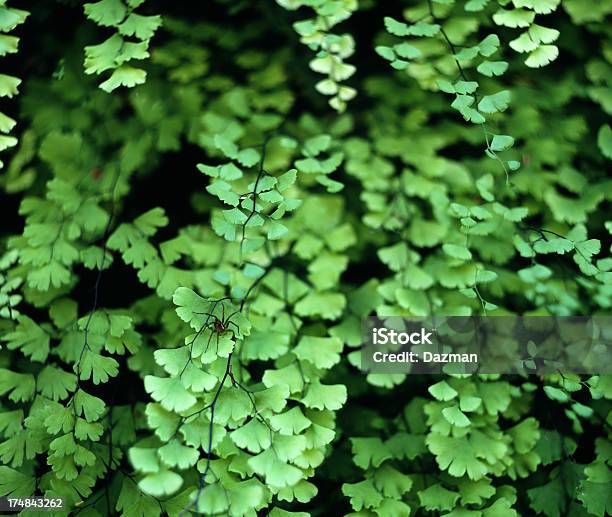 Primo Piano Verde Foglie Di Felce Maidenhair - Fotografie stock e altre immagini di Ambientazione esterna - Ambientazione esterna, Aracnide, Capelvenere