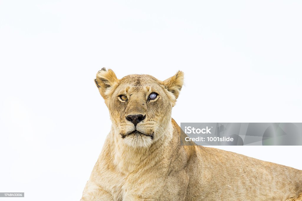Lionne sur wild-l'œil est aveugle - Photo de Animal femelle libre de droits
