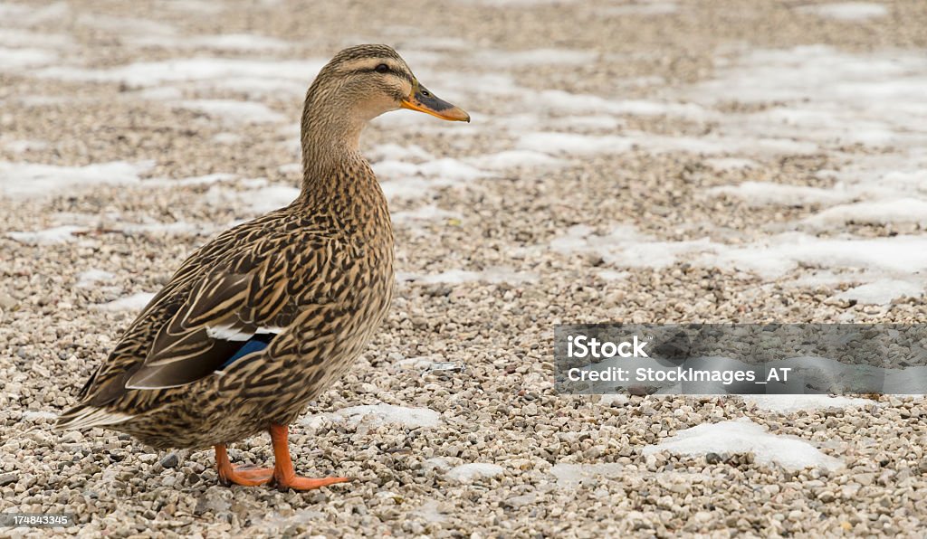 Pato Europea en invierno - Foto de stock de Aguanieve libre de derechos