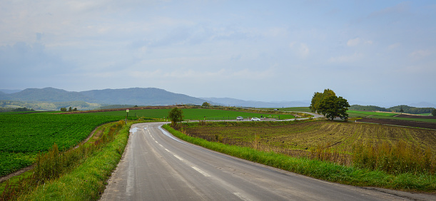Beautiful road with green fields in Biei Township, Hokkaido, Japan.