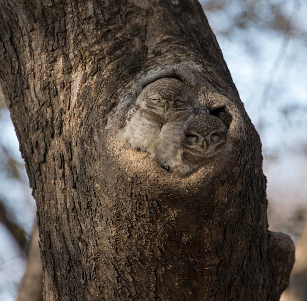 Indian Scops-búho (Otus bakkamoena) - foto de stock