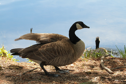 Irritated angry goose attacking isolated in white