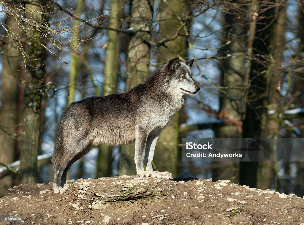 Canadian Timber Wolf - Lizenzfrei Einzelnes Tier Stock-Foto