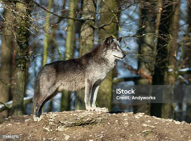 Canadian Timber Wolf Stockfoto und mehr Bilder von Einzelnes Tier - Einzelnes Tier, Europäischer Wolf, Fels