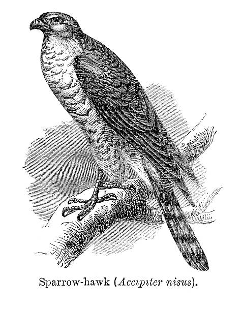 ilustrações, clipart, desenhos animados e ícones de sparrowhawk-accipiter nisus - retro revival old fashioned animal sparrowhawk