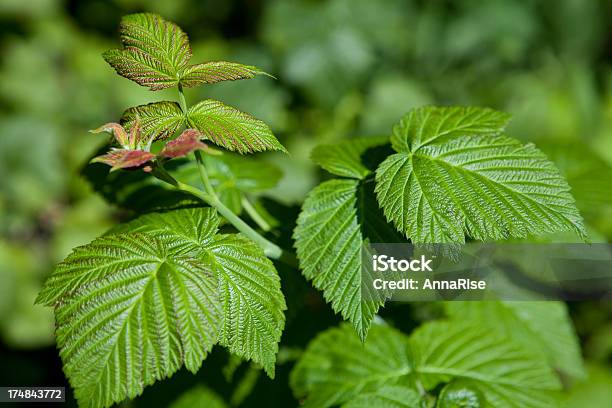 Himbeerblätter Stockfoto und mehr Bilder von Beere - Obst - Beere - Obst, Blatt - Pflanzenbestandteile, Blattepidermis