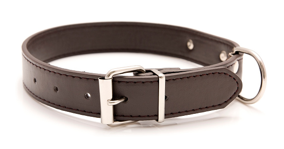 Leather dog collar isolated on a white background. It is dark brown in colour and has a metal buckle. It cane used to attach a leash for walkies and to include pet name tag.