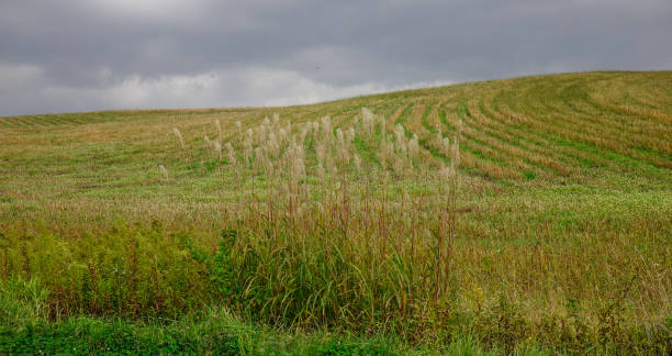 istock Beautiful rural landscape in Biei, Japan 1748439697