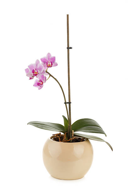 Purple Orchidee in flower pot isolated Purple Orchidee in flower pot isolated on white background phalaenopsis orchidee stock pictures, royalty-free photos & images