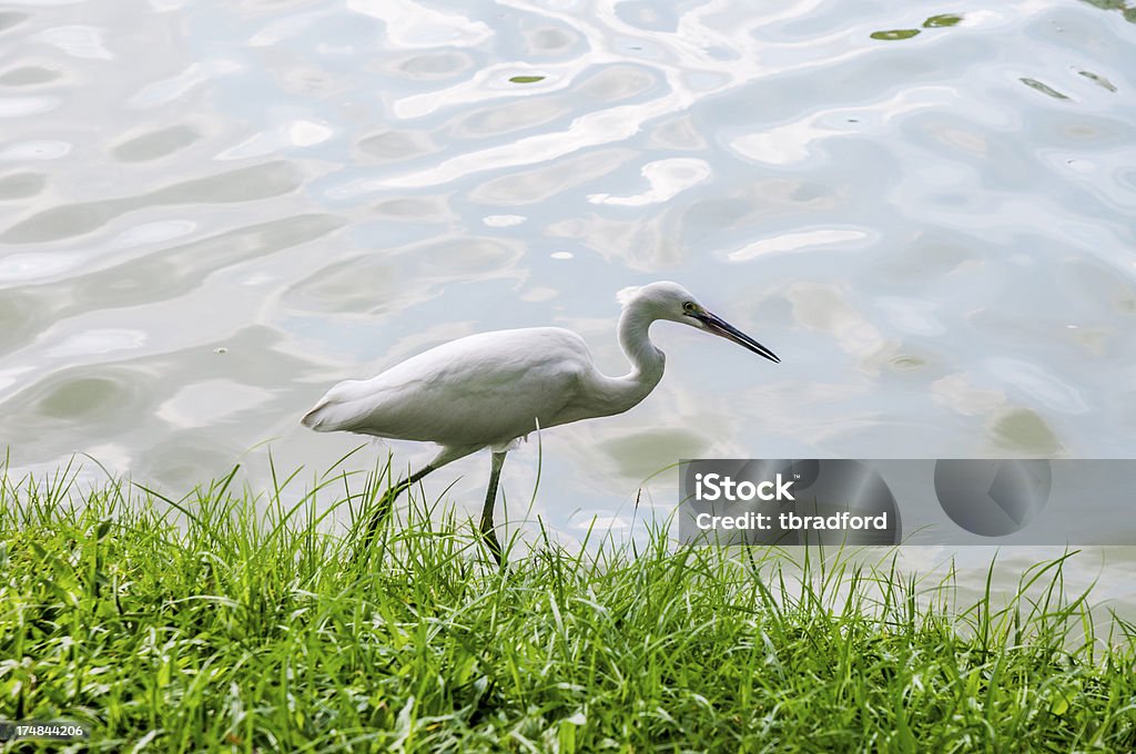 airone guardabuoi - Foto stock royalty-free di Acqua