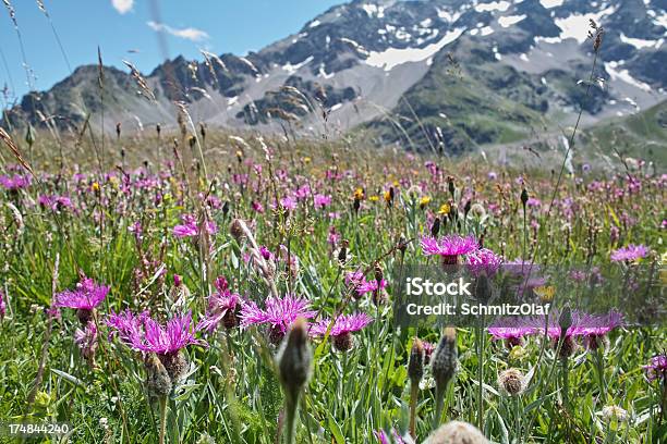 Summer Meadow En Paisaje De Los Alpes Foto de stock y más banco de imágenes de Aire libre - Aire libre, Alpes Europeos, Amarillo - Color