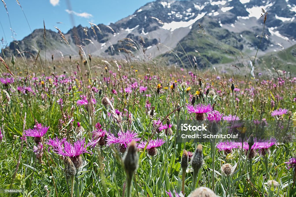 Paesaggio estivo con prato alpino - Foto stock royalty-free di Alpi