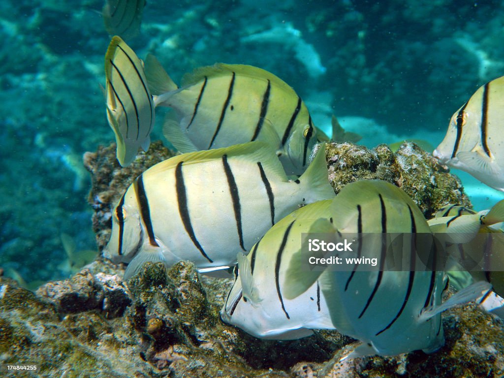 Acusar peces en Moorea - Foto de stock de Arrecife - Fenómeno natural libre de derechos