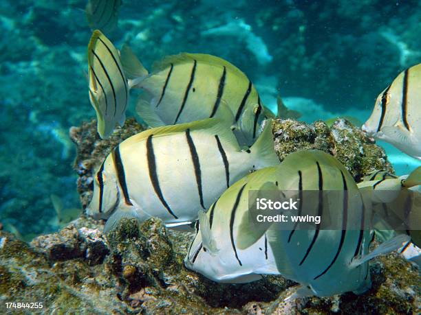 Photo libre de droit de Poisson Convict De Moorea banque d'images et plus d'images libres de droit de DOM-TOM - DOM-TOM, Horizontal, Lieu touristique