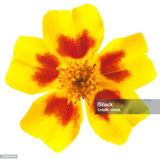 Marigold Una Flor Aislado En Blanco Foto de stock y más banco de imágenes de Amarillo - Color - Amarillo - Color, Cabeza de flor, Caléndula - Flor Templada