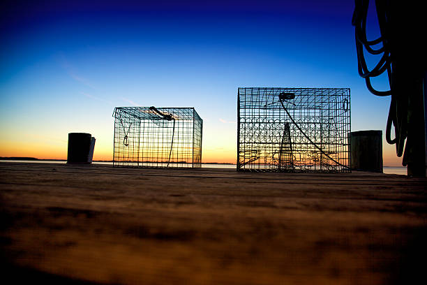 cattura l'alba dock granchio del maryland chesapeake bay wye fiume - maryland blue crab foto e immagini stock