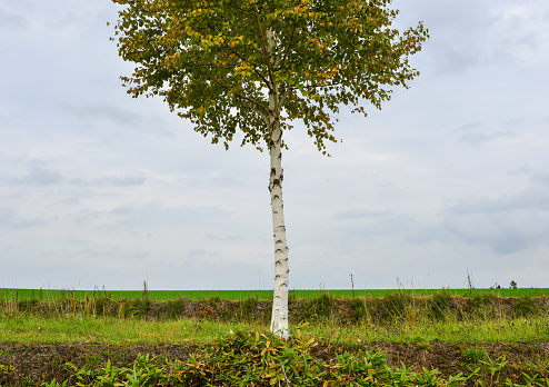 A lonely tree at autumn in Furano, Hokkaido, Japan.