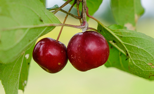 Red sweet cherries hanging on a branch of tree. Close up.