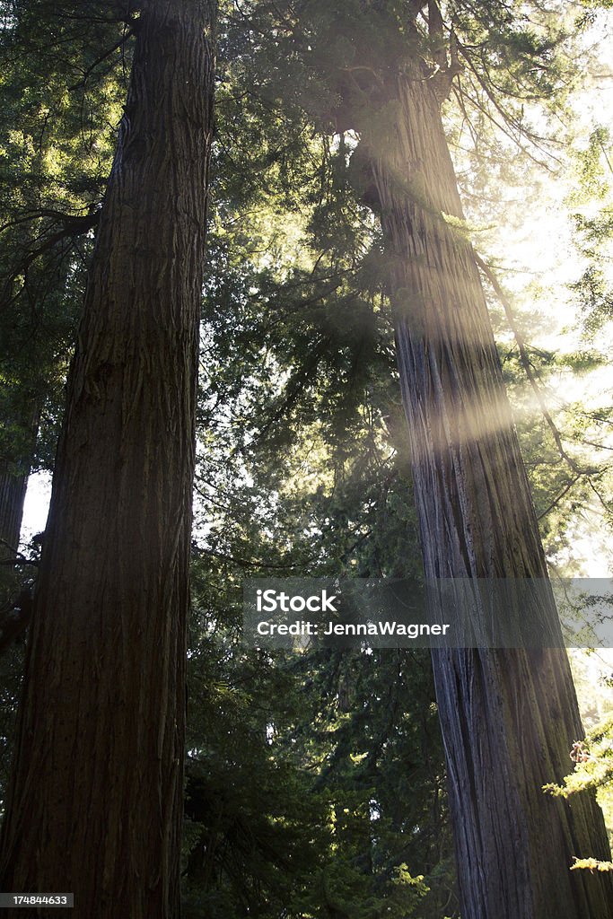 Sunbeams i Redwoods - Zbiór zdjęć royalty-free (Bez ludzi)