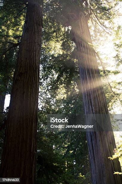 Sunbeams I Redwoods - zdjęcia stockowe i więcej obrazów Bez ludzi - Bez ludzi, Cud natury, Drzewo