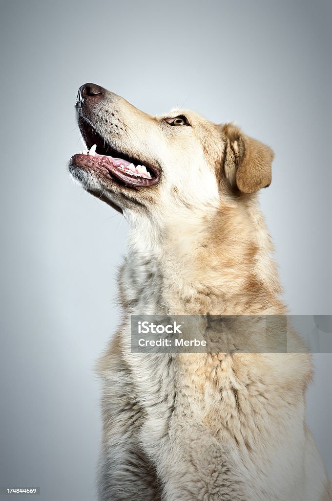 Hund Portrait - Lizenzfrei Profil Stock-Foto