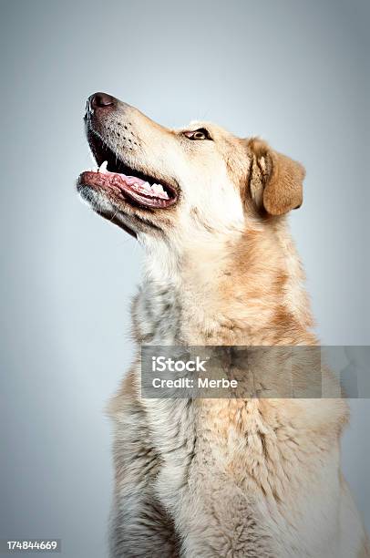 Hund Portrait Stockfoto und mehr Bilder von Profil - Profil, Hund, Rassehund
