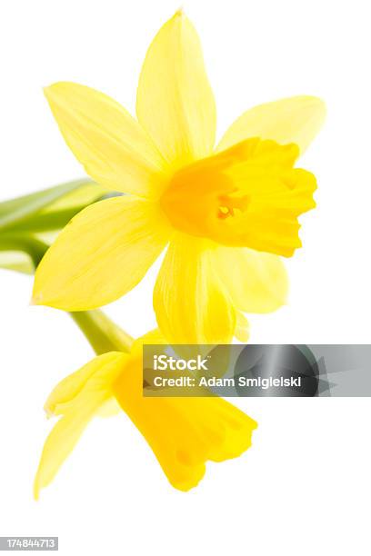 Narcissus Flores Foto de stock y más banco de imágenes de Fondo blanco - Fondo blanco, Narciso - Familia del lirio, Abierto