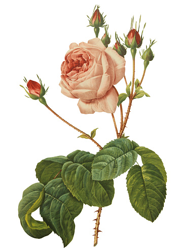 Old illustration of Rosa centifolia Bullata. Engraving by Pierre-Joseph Redoute. Published in Choix Des Plus Belles Fleurs in Paris year 1827.